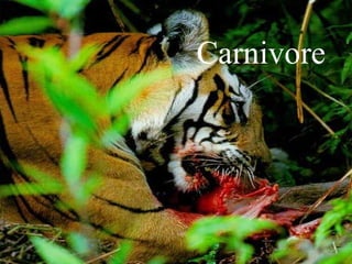 Carnivore
 