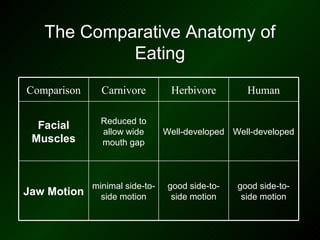 The Comparative Anatomy of
            Eating
Comparison     Carnivore         Herbivore         Human

               Reduced to
  Facial
               allow wide       Well-developed Well-developed
 Muscles       mouth gap



             minimal side-to-    good side-to-   good side-to-
Jaw Motion     side motion        side motion     side motion
 