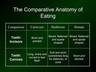 The Comparative Anatomy of
            Eating
Comparison     Carnivore        Herbivore          Human

                              Broad, flattened Broad, flattened
  Teeth:        Short and
                                and spade        and spade
 Incisors        pointed
                                  shaped           shaped


                               Dull and short
             Long, sharp and
  Teeth:                     (sometimes long      Short and
              curved to tear
 Canines                      for defense), or     blunted
                  flesh
                                    none
 