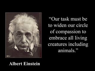 “Our task must be
                  to widen our circle
                   of compassion to
                   embrace all living
                  creatures including
                       animals.”

Albert Einstein
 