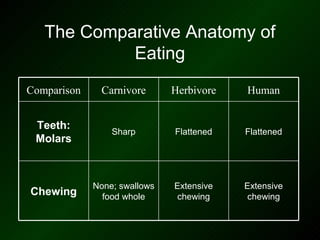 The Comparative Anatomy of
            Eating
Comparison    Carnivore       Herbivore   Human


 Teeth:
                 Sharp        Flattened   Flattened
 Molars



             None; swallows   Extensive   Extensive
Chewing        food whole      chewing     chewing
 