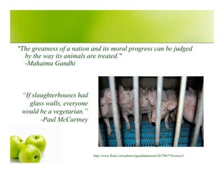 Vegetarianism Presentation