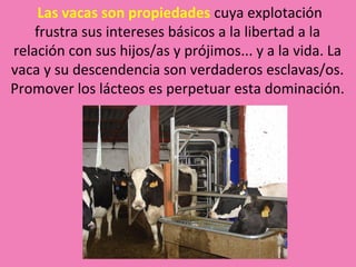 Las vacas son propiedades cuya explotación
    frustra sus intereses básicos a la libertad a la
relación con sus hijos/as y prójimos... y a la vida. La
vaca y su descendencia son verdaderos esclavas/os.
Promover los lácteos es perpetuar esta dominación.
 