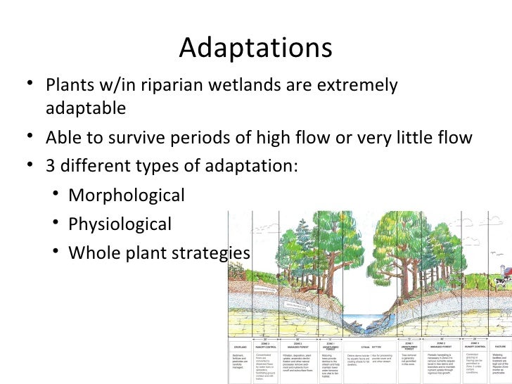 Riparian Wetland Vegetation
