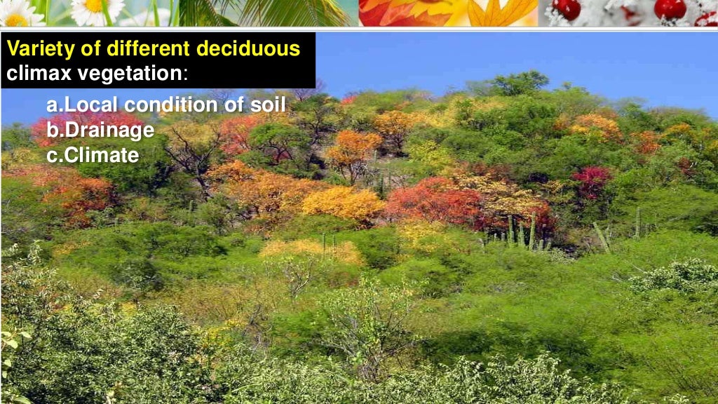 Lesson 18 Vegetation of the Earth