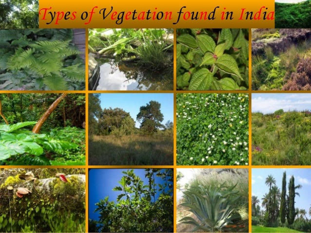 vegetation and wildlife 3 638