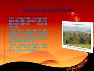 Temperate Evergreen Forests
• The temperate evergreen
forests are located in the
mid-latitudinal coastal
region.
• They are commonly found
along the eastern margin
of the continents, in south
east USA, South China and
in South East Brazil.
• They comprise both hard
and soft wood trees like
oak, pine, eucalyptus,
 