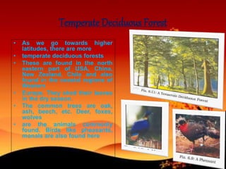 Temperate Deciduous Forest
• As we go towards higher
latitudes, there are more
• temperate deciduous forests
• These are found in the north
eastern part of USA, China,
New Zealand, Chile and also
found in the coastal regions of
Western
• Europe. They shed their leaves
in the dry season.
• The common trees are oak,
ash, beech, etc. Deer, foxes,
wolves
• are the animals commonly
found. Birds like pheasants,
monals are also found here
 