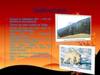 Coniferous Forests
• Found in latitudes (50° – 70°) of
Northern hemisphere
• These are also called as Taiga
• These forests are also seen in
the higher altitudes
• They are tall, softwood
evergreen trees
• Woods of these trees are very
useful for making pulp
• Chir, pine, cedar are the
important variety of trees in
these forests
• Silver fox, mink, Polar Bear are
the common animals found
here
 