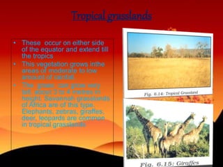 Tropical grasslands
• These occur on either side
of the equator and extend till
the tropics
• This vegetation grows inthe
areas of moderate to low
amount of rainfall.
• The grass can grow very
tall, about 3 to 4 metres in
height. Savannah grasslands
of Africa are of this type.
Elephants, zebras, giraffes,
deer, leopards are common
in tropical grasslands
 