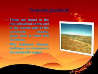 Temperate grasslands
• These are found in the
mid-latitudinal zones and
in the interior part of the
continents. Usually,
grass here is short and
nutritious.
• Wild buffaloes, Bisons,
Antilopes are common in
the temperate region
 