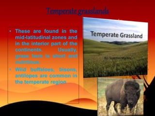 Temperate grasslands
• These are found in the
mid-latitudinal zones and
in the interior part of the
continents. Usually,
grass here is short and
nutritious.
• Wild buffaloes, bisons,
antilopes are common in
the temperate region
 
