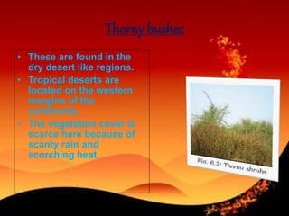 Thorny bushes
• These are found in the
dry desert like regions.
• Tropical deserts are
located on the western
margins of the
continents.
• The vegetation cover is
scarce here because of
scanty rain and
scorching heat.
 