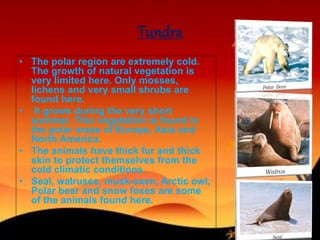 Tundra
• The polar region are extremely cold.
The growth of natural vegetation is
very limited here. Only mosses,
lichens and very small shrubs are
found here.
• It grows during the very short
summer. This vegetation is found in
the polar areas of Europe, Asia and
North America.
• The animals have thick fur and thick
skin to protect themselves from the
cold climatic conditions.
• Seal, walruses, musk-oxen, Arctic owl,
Polar bear and snow foxes are some
of the animals found here.
 