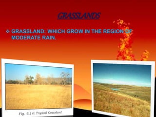 GRASSLANDS
 GRASSLAND: WHICH GROW IN THE REGION OF
MODERATE RAIN.
 