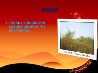 SHRUBS
 THORNY SHRUBS AND
SCRUBS GROW IN THE
DRY REGION.
 