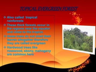  Also called tropical
rainforests
 These thick forests occur in
the regions near the equator
and close to the tropics
 these trees do not shed their
leaves altogether therefore
they are called evergreen
 Hardwood trees like
rosewood, ebony, mahogany
are common here
TOPICALEVERGREENFOREST
 