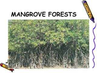 MANGROVE FORESTS 