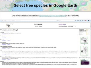 Select tree species in Google Earth
One of the databases linked to the Agroforestry Species Switchboard is the PROTA4U
 