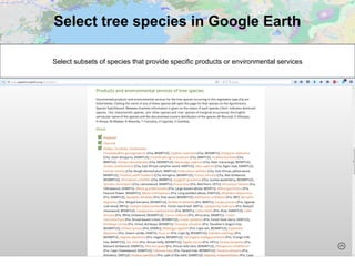 Select tree species in Google Earth
Select subsets of species that provide specific products or environmental services
 