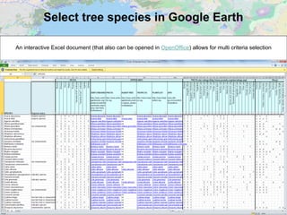 Select tree species in Google Earth
An interactive Excel document (that also can be opened in OpenOffice) allows for multi criteria selection
 
