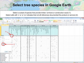 Select tree species in Google Earth
Select a subset of species that provide timber, furniture or construction wood (1).
Select cells with ‘x’ or ‘p’ (‘p’ indicates that not all references documented the product or service) (2).
1
2
 