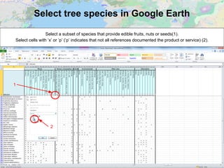 Select tree species in Google Earth
Select a subset of species that provide edible fruits, nuts or seeds(1).
Select cells with ‘x’ or ‘p’ (‘p’ indicates that not all references documented the product or service) (2).
1
2
 