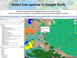 Select tree species in Google Earth
Identify the potential natural vegetation type of your area of interest.
Option A is to click on the label (1). The hyperlink (2) takes you to the vegetation factsheet.
1
2
 