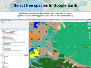 Select tree species in Google Earth
Identify the potential natural vegetation type of your area of interest.
Option C is to click on the hyperlink of the folder of the vegetation type (1)
1
 