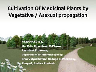 Cultivation Of Medicinal Plants by
Vegetative / Asexual propagation
PREPARED BY,
Ms. M.S. Divya Sree, M.Pharm,
Assistant Professor,
Department of Pharmacognosy,
Sree Vidyanikethan College of Pharmacy,
Tirupati, Andhra Pradesh.
 