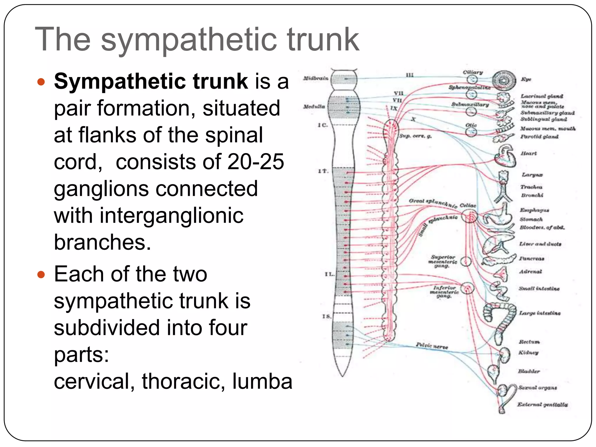 The sympathetic trunk
 Sympathetic trunk is a      r (or abdominal) and
  pair formation, situated    sacral (or pelvic).
  at flanks of the spinal
  cord, consists of 20-25
  ganglions connected
  with interganglionic
  branches.
 Each of the two
  sympathetic trunk is
  subdivided into four
  parts:
  cervical, thoracic, lumba
 