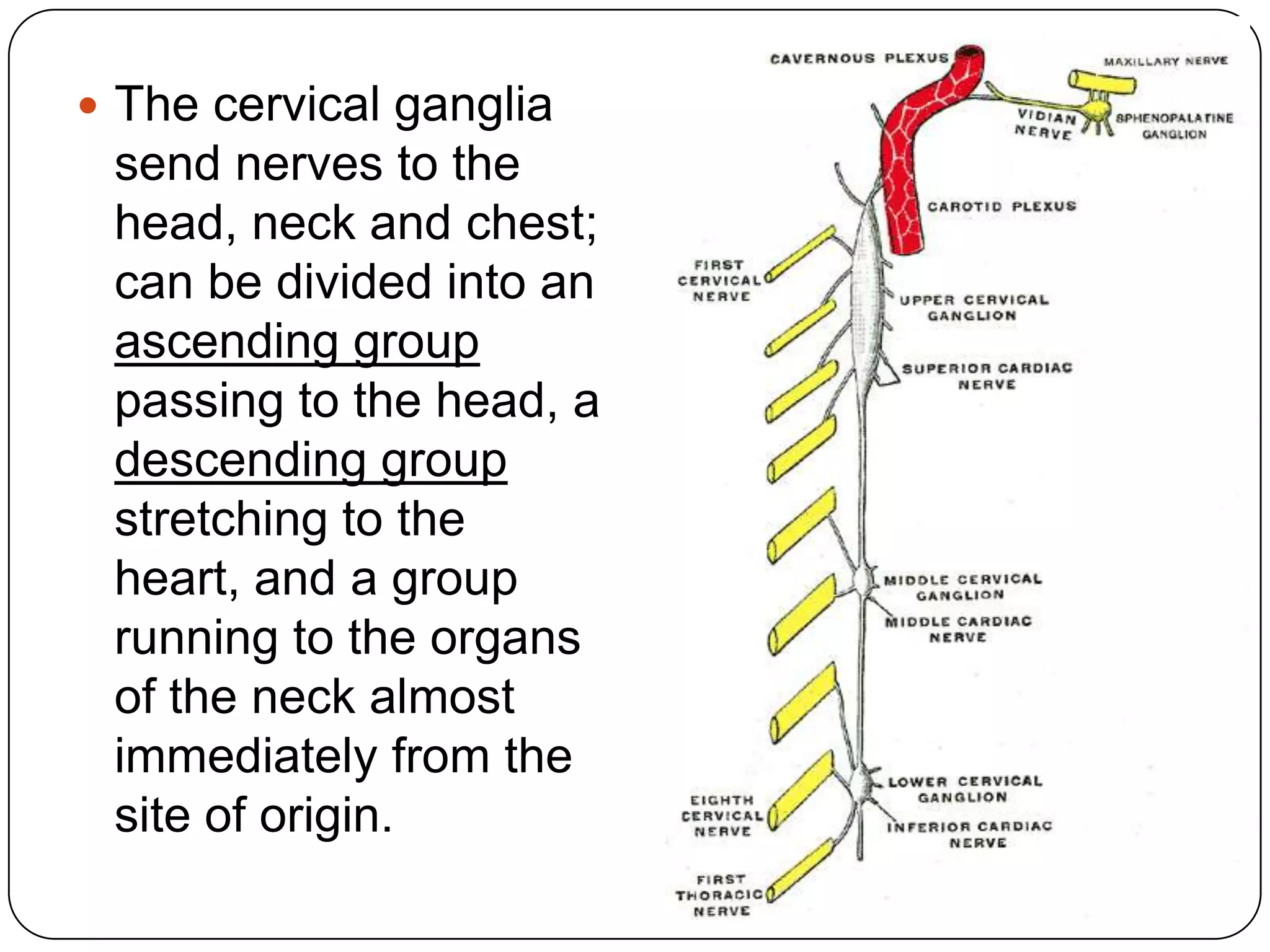  The cervical ganglia
 send nerves to the
 head, neck and chest;
 can be divided into an
 ascending group
 passing to the head, a
 descending group
 stretching to the
 heart, and a group
 running to the organs
 of the neck almost
 immediately from the
 site of origin.
 
