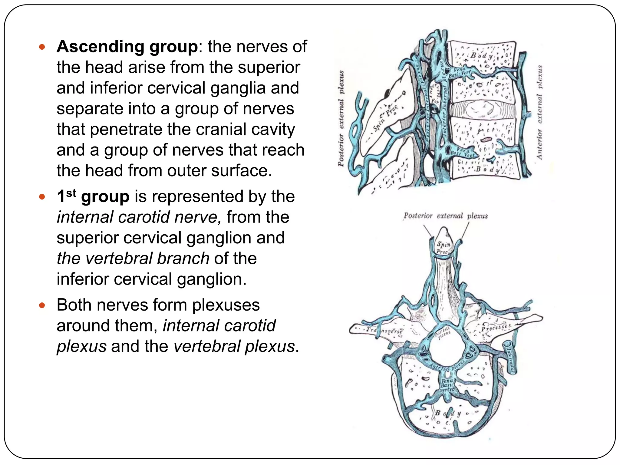  Ascending group: the nerves of
  the head arise from the superior
  and inferior cervical ganglia and
  separate into a group of nerves
  that penetrate the cranial cavity
  and a group of nerves that reach
  the head from outer surface.
 1st group is represented by the
  internal carotid nerve, from the
  superior cervical ganglion and
  the vertebral branch of the
  inferior cervical ganglion.
 Both nerves form plexuses
  around them, internal carotid
  plexus and the vertebral plexus.
 