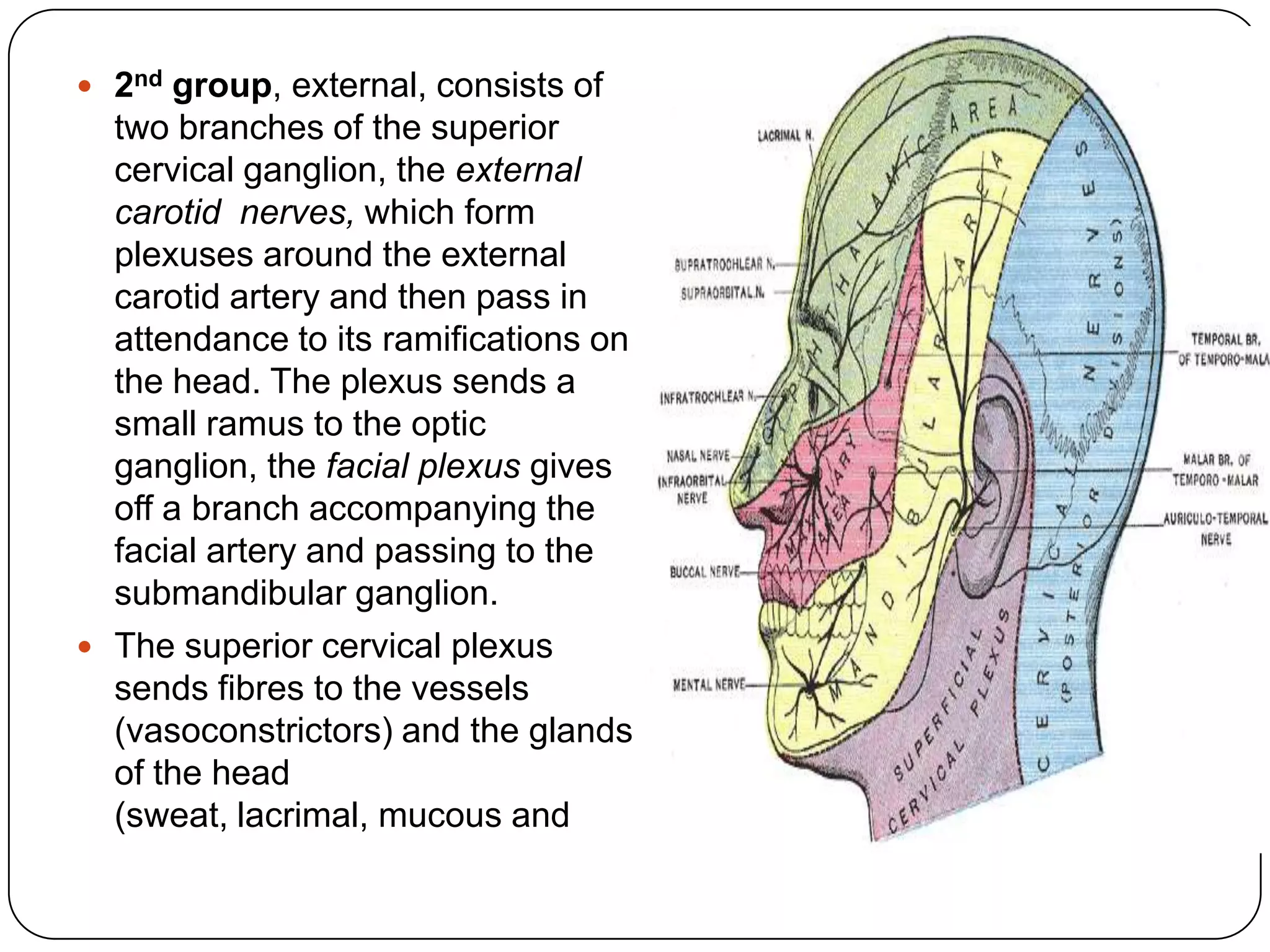  2nd group, external, consists of     salivary), and to the muscle
  two branches of the superior         which dilates the pupil (m.
  cervical ganglion, the external      dilatator pupillae).
  carotid nerves, which form
  plexuses around the external
  carotid artery and then pass in
  attendance to its ramifications on
  the head. The plexus sends a
  small ramus to the optic
  ganglion, the facial plexus gives
  off a branch accompanying the
  facial artery and passing to the
  submandibular ganglion.
 The superior cervical plexus
  sends fibres to the vessels
  (vasoconstrictors) and the glands
  of the head
  (sweat, lacrimal, mucous and
 