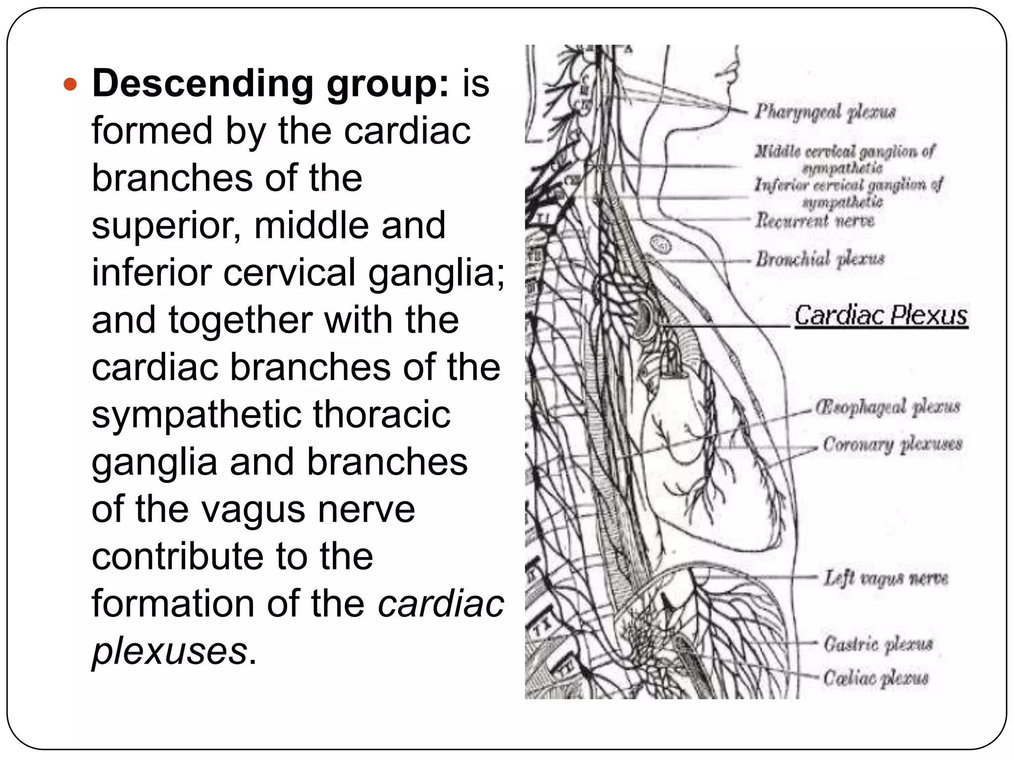  Descending group: is
 formed by the cardiac
 branches of the
 superior, middle and
 inferior cervical ganglia;
 and together with the
 cardiac branches of the
 sympathetic thoracic
 ganglia and branches
 of the vagus nerve
 contribute to the
 formation of the cardiac
 plexuses.
 