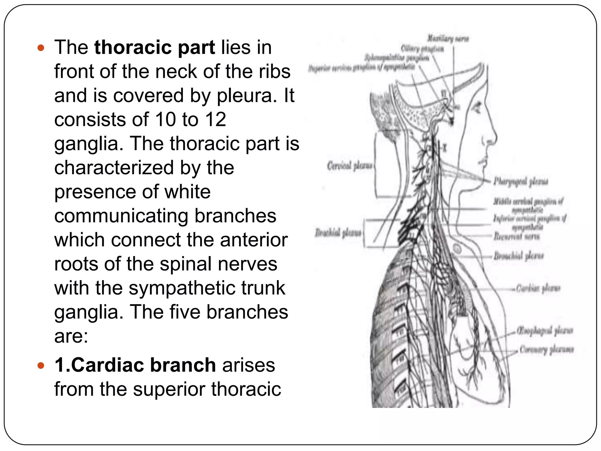  The thoracic part lies in       ganglia and participates in
  front of the neck of the ribs   the formation of the cardiac
  and is covered by pleura. It    plexus.
  consists of 10 to 12
  ganglia. The thoracic part is
  characterized by the
  presence of white
  communicating branches
  which connect the anterior
  roots of the spinal nerves
  with the sympathetic trunk
  ganglia. The five branches
  are:
 1.Cardiac branch arises
  from the superior thoracic
 