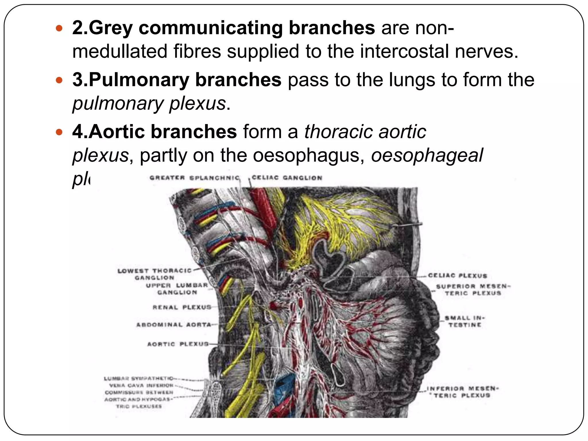  2.Grey communicating branches are non-
  medullated fibres supplied to the intercostal nerves.
 3.Pulmonary branches pass to the lungs to form the
  pulmonary plexus.
 4.Aortic branches form a thoracic aortic
  plexus, partly on the oesophagus, oesophageal
  plexus, and on the thoracic duct.
 
