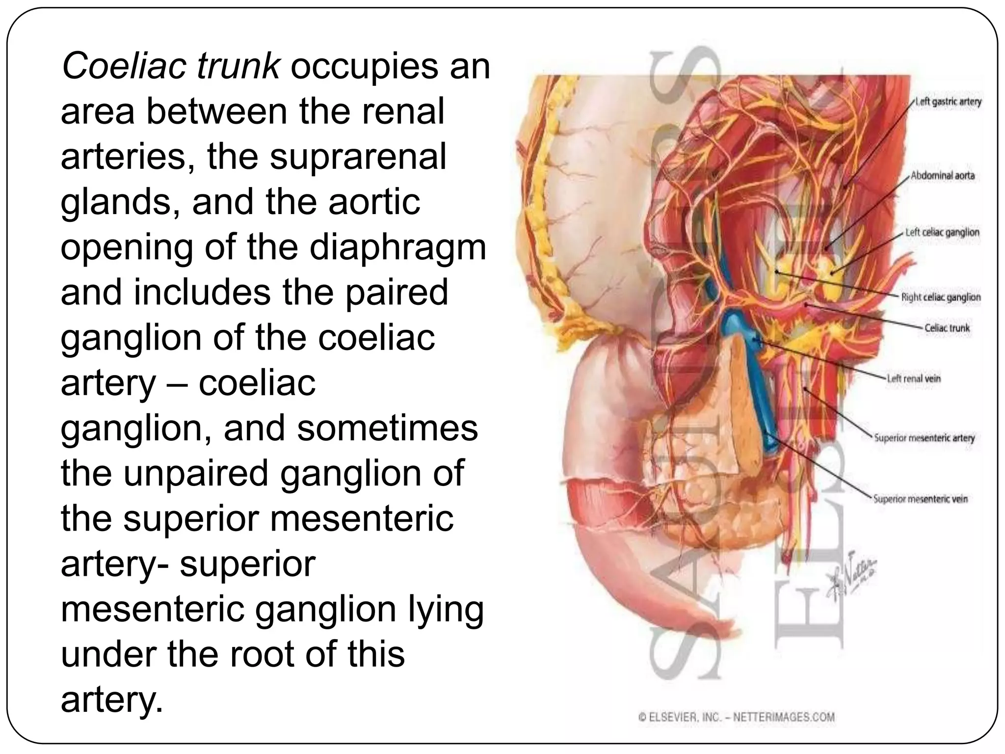 Coeliac trunk occupies an
area between the renal
arteries, the suprarenal
glands, and the aortic
opening of the diaphragm
and includes the paired
ganglion of the coeliac
artery – coeliac
ganglion, and sometimes
the unpaired ganglion of
the superior mesenteric
artery- superior
mesenteric ganglion lying
under the root of this
artery.
 