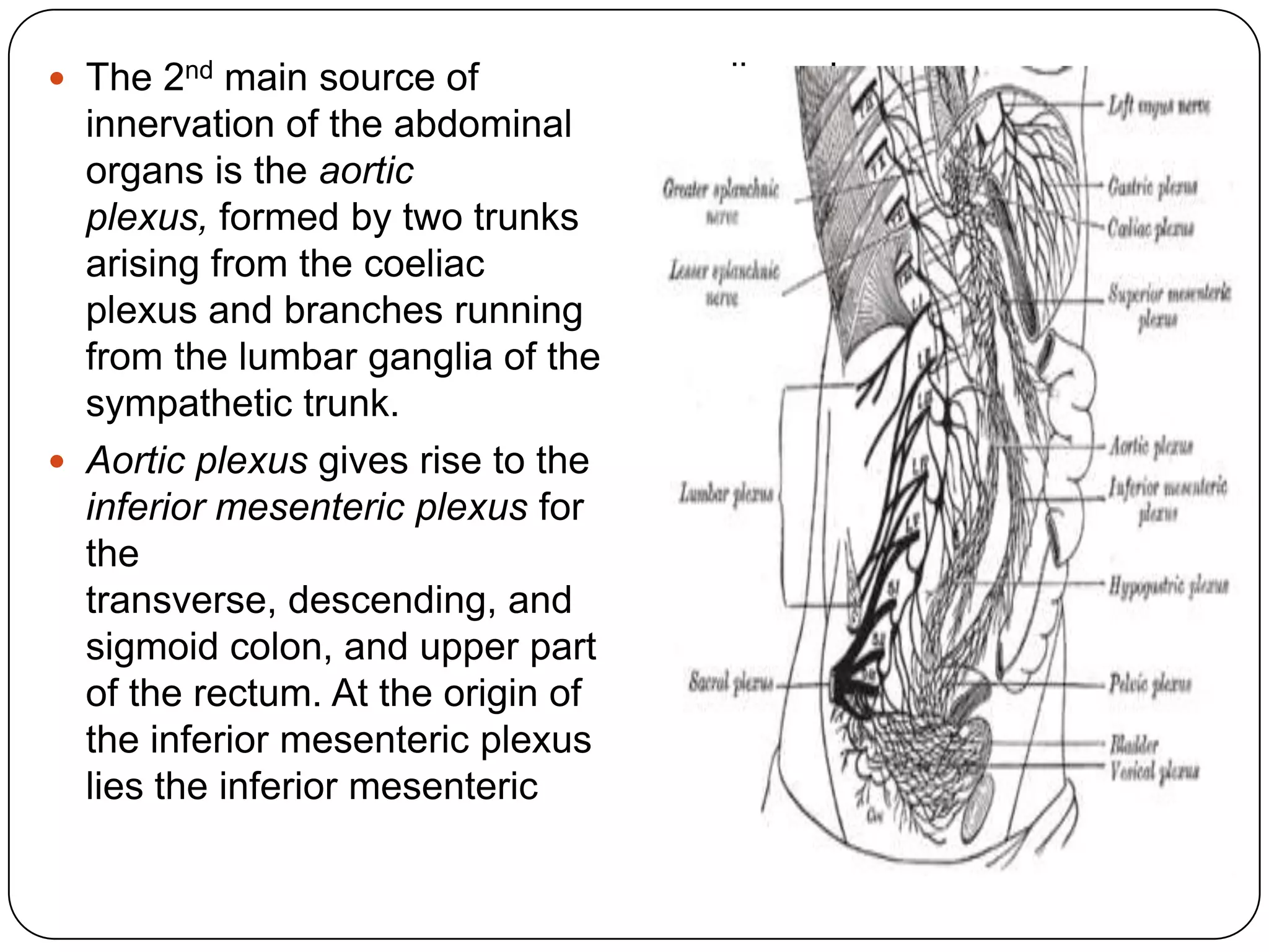  The 2nd main source of            ganglion whose
  innervation of the abdominal      postganglionic fibres pass to
  organs is the aortic              the pelvis as components of
  plexus, formed by two trunks      the hypogastric nerves.
  arising from the coeliac
  plexus and branches running
  from the lumbar ganglia of the
  sympathetic trunk.
 Aortic plexus gives rise to the
  inferior mesenteric plexus for
  the
  transverse, descending, and
  sigmoid colon, and upper part
  of the rectum. At the origin of
  the inferior mesenteric plexus
  lies the inferior mesenteric
 