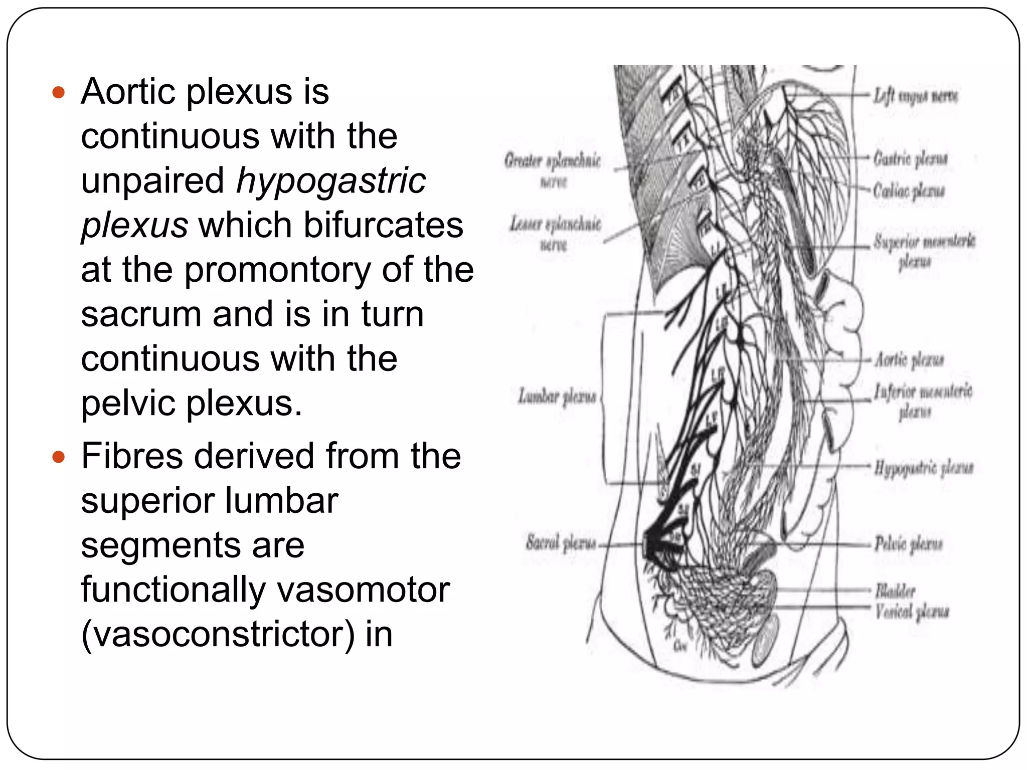  Aortic plexus is           relation to the penis and
  continuous with the        motor in relation to the
  unpaired hypogastric       uterus and the sphincter
  plexus which bifurcates    urethrae muscle.
  at the promontory of the
  sacrum and is in turn
  continuous with the
  pelvic plexus.
 Fibres derived from the
  superior lumbar
  segments are
  functionally vasomotor
  (vasoconstrictor) in
 