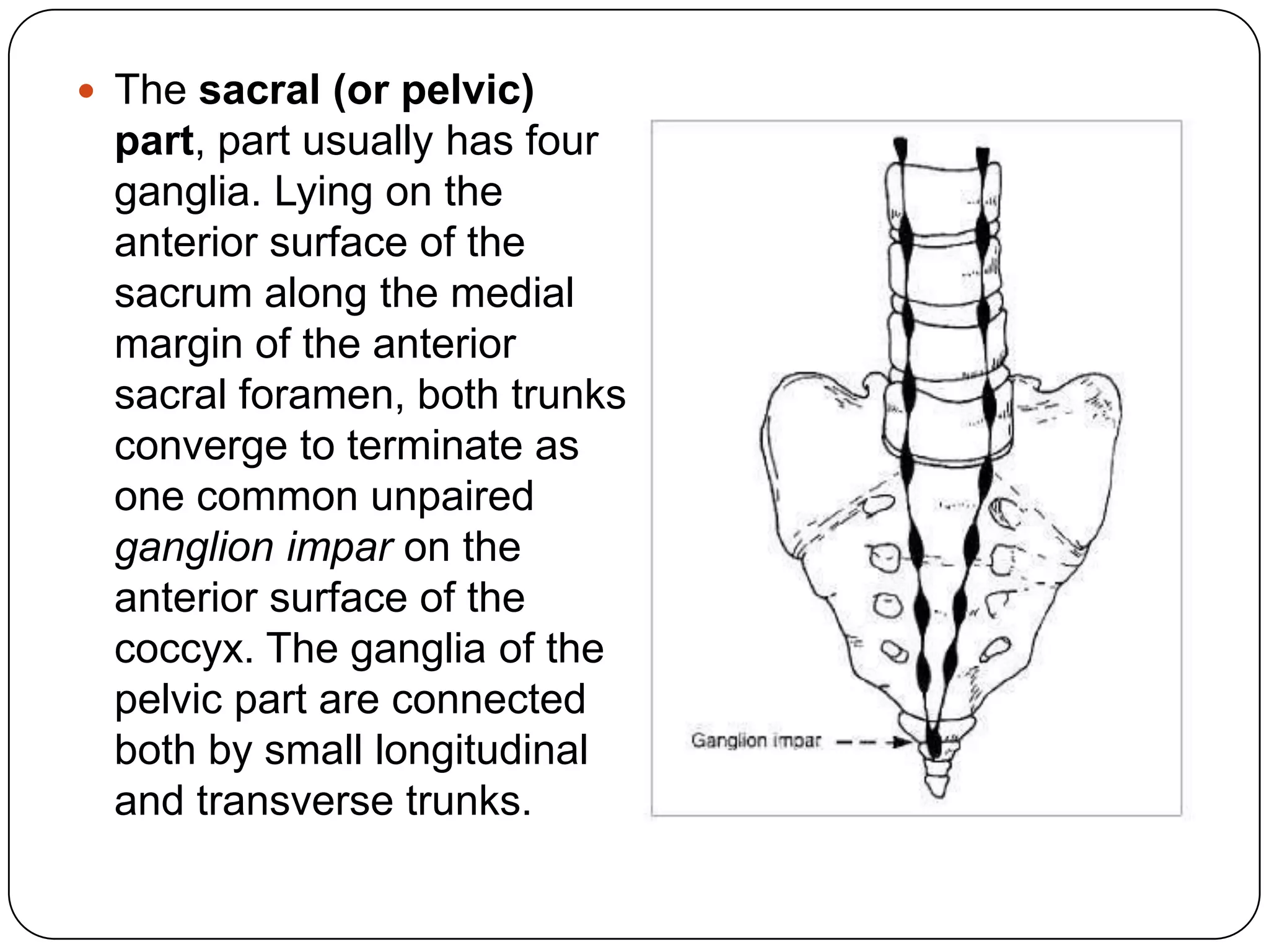  The sacral (or pelvic)
 part, part usually has four
 ganglia. Lying on the
 anterior surface of the
 sacrum along the medial
 margin of the anterior
 sacral foramen, both trunks
 converge to terminate as
 one common unpaired
 ganglion impar on the
 anterior surface of the
 coccyx. The ganglia of the
 pelvic part are connected
 both by small longitudinal
 and transverse trunks.
 