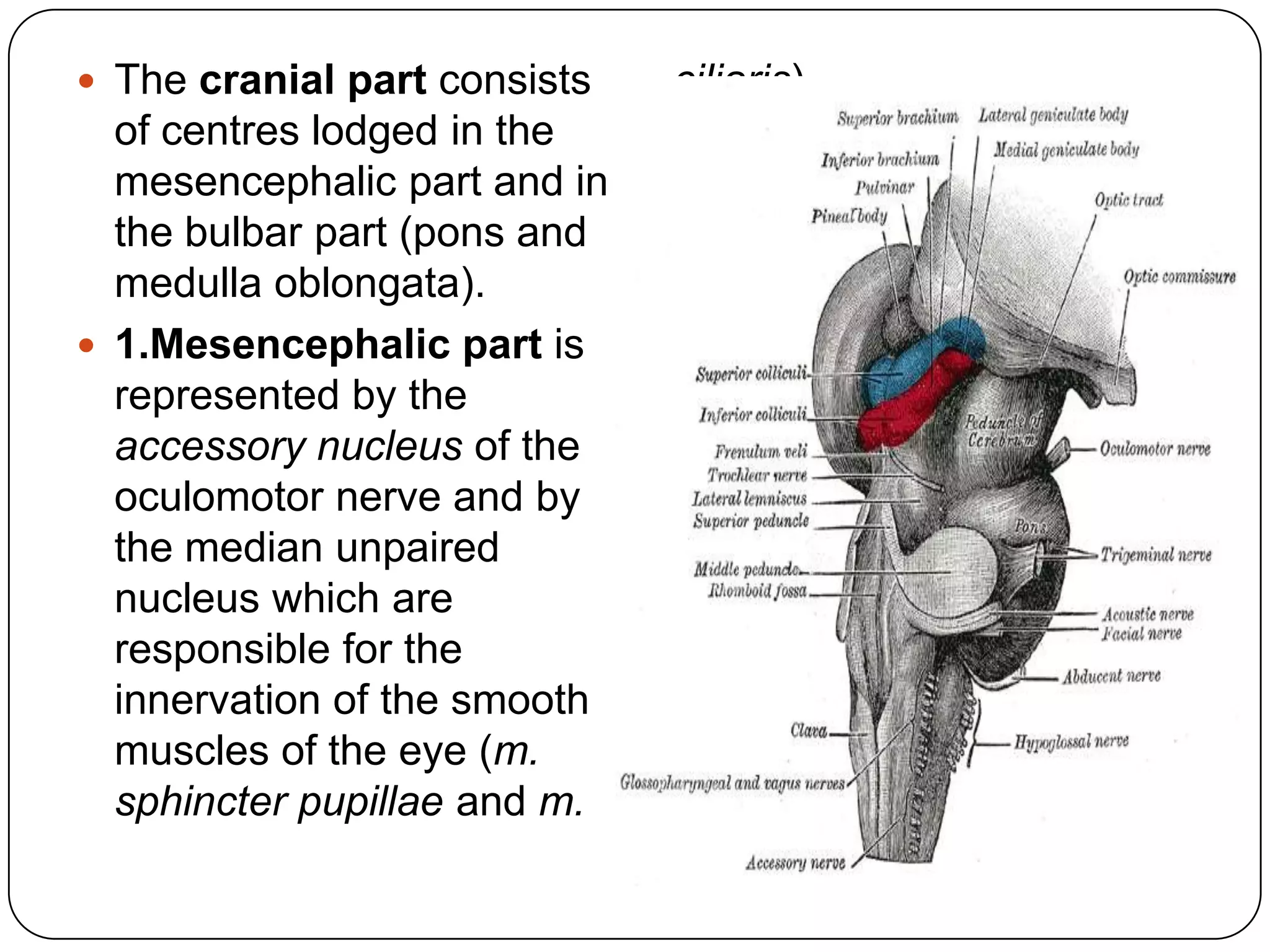  The cranial part consists   ciliaris)
  of centres lodged in the
  mesencephalic part and in
  the bulbar part (pons and
  medulla oblongata).
 1.Mesencephalic part is
  represented by the
  accessory nucleus of the
  oculomotor nerve and by
  the median unpaired
  nucleus which are
  responsible for the
  innervation of the smooth
  muscles of the eye (m.
  sphincter pupillae and m.
 