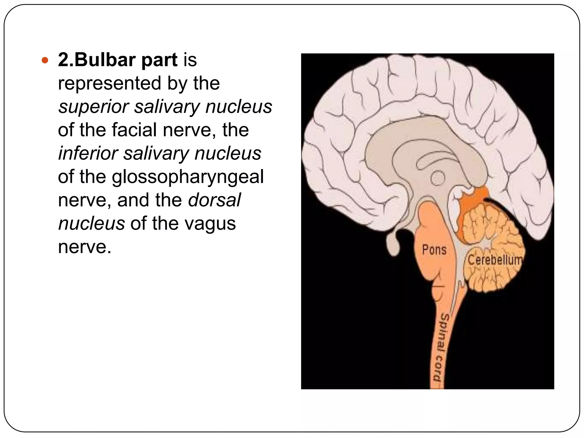  2.Bulbar part is
  represented by the
  superior salivary nucleus
  of the facial nerve, the
  inferior salivary nucleus
  of the glossopharyngeal
  nerve, and the dorsal
  nucleus of the vagus
  nerve.
 