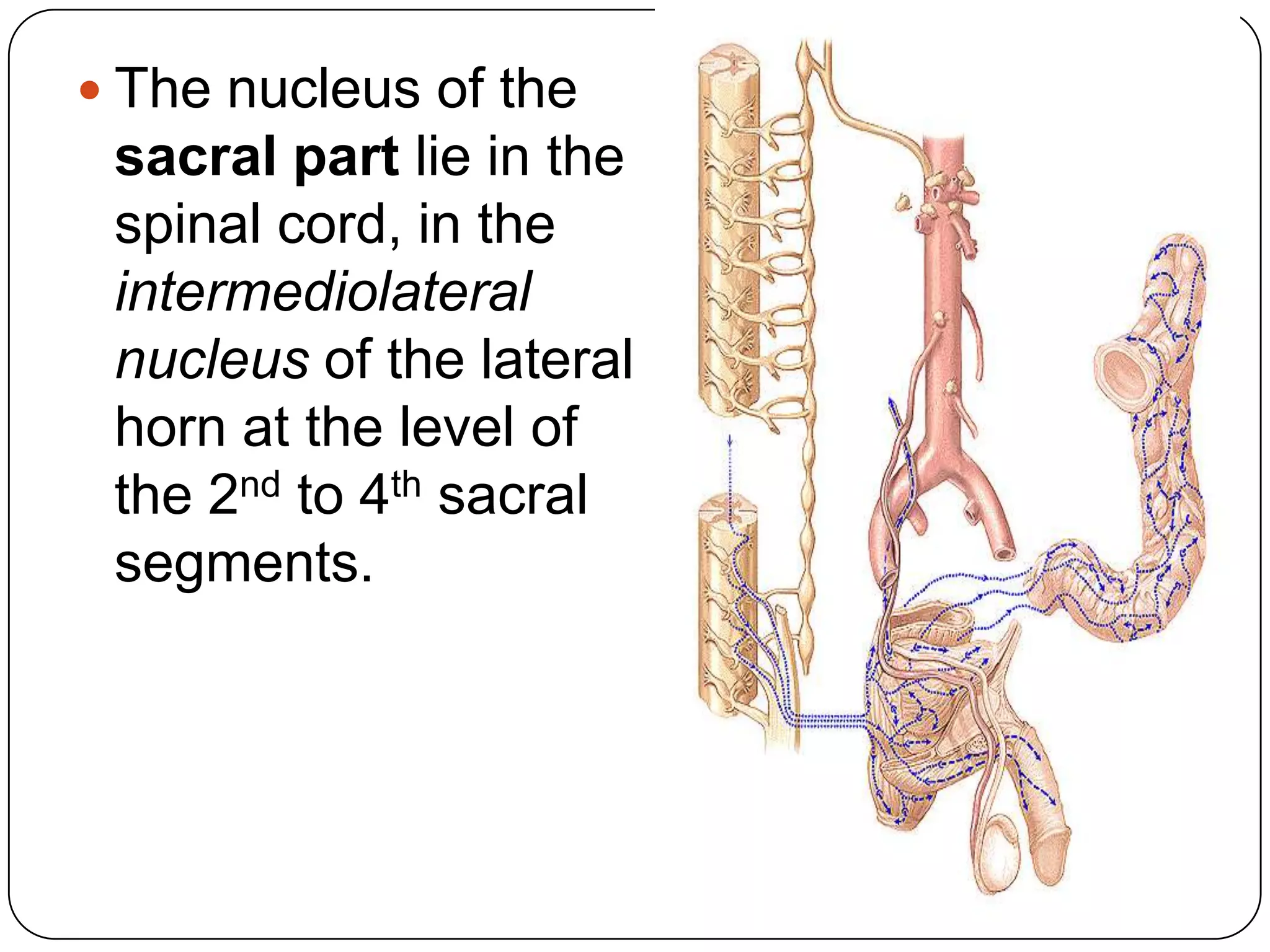  The nucleus of the
 sacral part lie in the
 spinal cord, in the
 intermediolateral
 nucleus of the lateral
 horn at the level of
 the 2nd to 4th sacral
 segments.
 