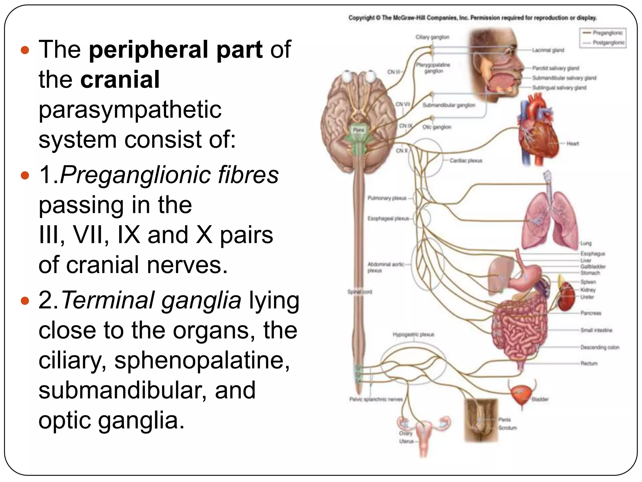  The peripheral part of
  the cranial
  parasympathetic
  system consist of:
 1.Preganglionic fibres
  passing in the
  III, VII, IX and X pairs
  of cranial nerves.
 2.Terminal ganglia lying
  close to the organs, the
  ciliary, sphenopalatine,
  submandibular, and
  optic ganglia.
 