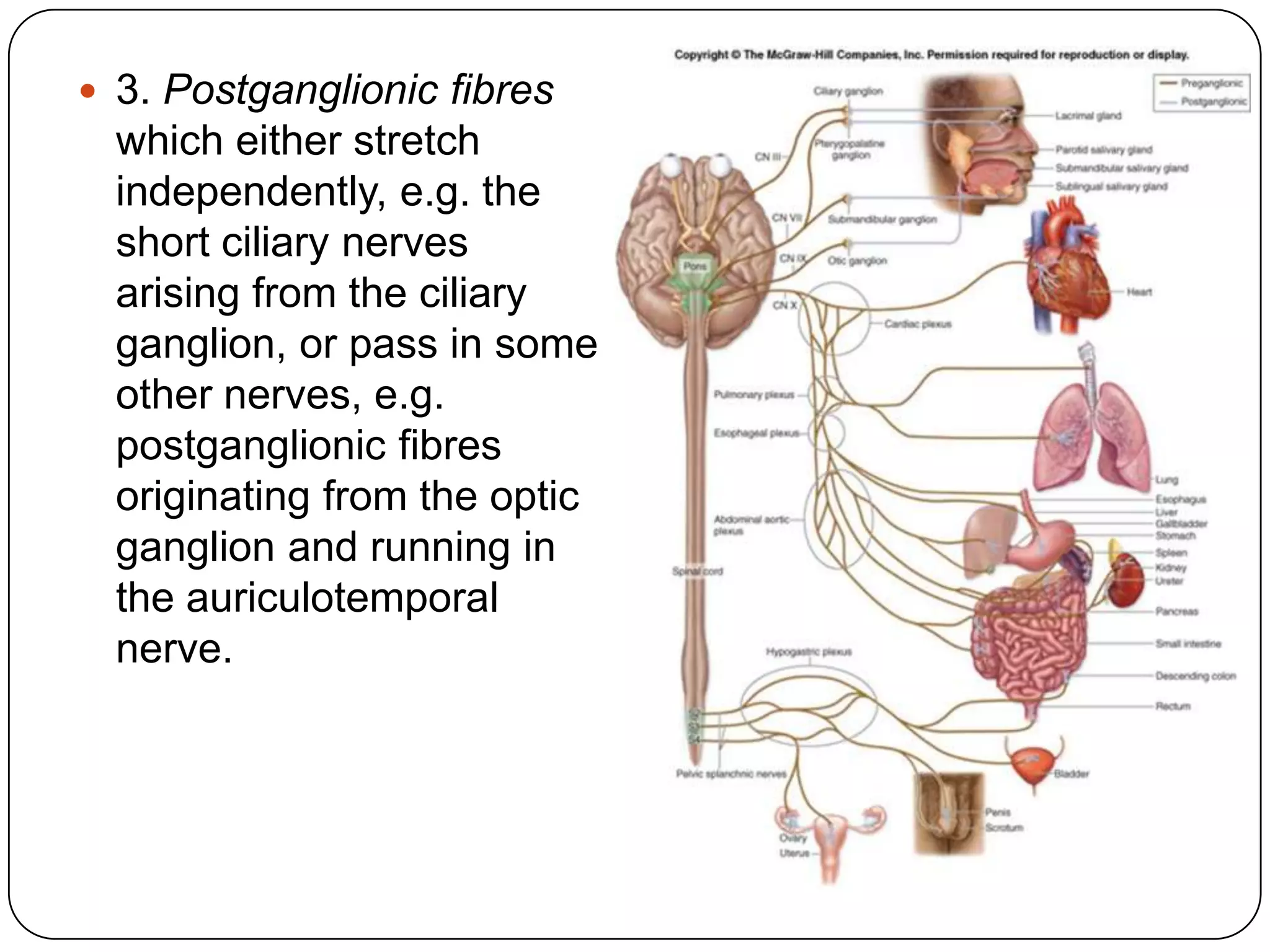  3. Postganglionic fibres
  which either stretch
  independently, e.g. the
  short ciliary nerves
  arising from the ciliary
  ganglion, or pass in some
  other nerves, e.g.
  postganglionic fibres
  originating from the optic
  ganglion and running in
  the auriculotemporal
  nerve.
 