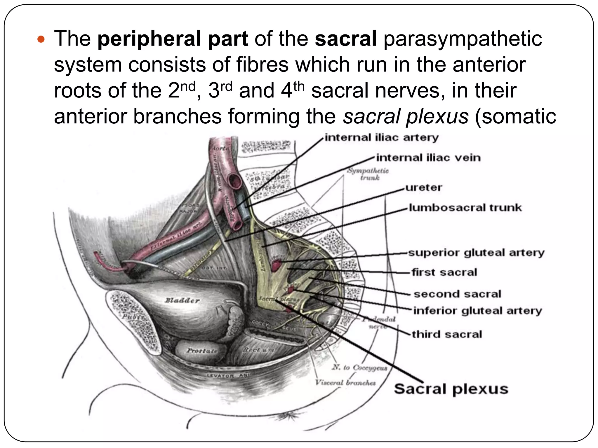  The peripheral part of the sacral parasympathetic
 system consists of fibres which run in the anterior
 roots of the 2nd, 3rd and 4th sacral nerves, in their
 anterior branches forming the sacral plexus (somatic
 plexus) and finally enter the true pelvis.
 