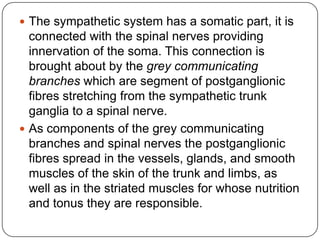  The sympathetic system has a somatic part, it is
  connected with the spinal nerves providing
  innervation of the soma. This connection is
  brought about by the grey communicating
  branches which are segment of postganglionic
  fibres stretching from the sympathetic trunk
  ganglia to a spinal nerve.
 As components of the grey communicating
  branches and spinal nerves the postganglionic
  fibres spread in the vessels, glands, and smooth
  muscles of the skin of the trunk and limbs, as
  well as in the striated muscles for whose nutrition
  and tonus they are responsible.
 