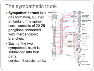 The sympathetic trunk
 Sympathetic trunk is a      r (or abdominal) and
  pair formation, situated    sacral (or pelvic).
  at flanks of the spinal
  cord, consists of 20-25
  ganglions connected
  with interganglionic
  branches.
 Each of the two
  sympathetic trunk is
  subdivided into four
  parts:
  cervical, thoracic, lumba
 