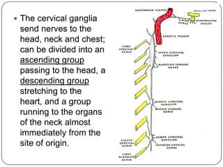  The cervical ganglia
 send nerves to the
 head, neck and chest;
 can be divided into an
 ascending group
 passing to the head, a
 descending group
 stretching to the
 heart, and a group
 running to the organs
 of the neck almost
 immediately from the
 site of origin.
 